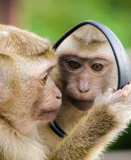 aapje kijkt naar zichzelf in achteruitkijkspiegel van wagen